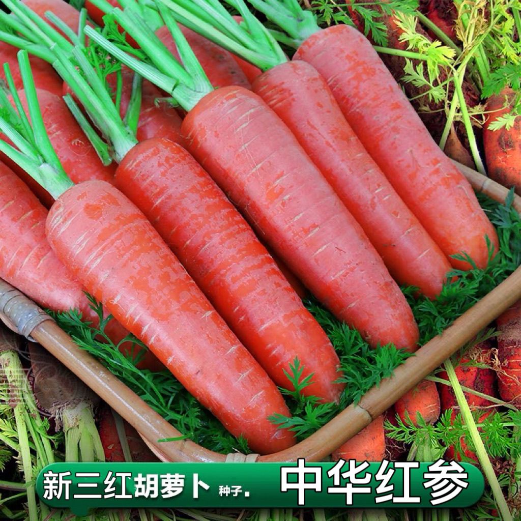 【全场包邮】四季可播种的甜脆水果胡萝卜种子