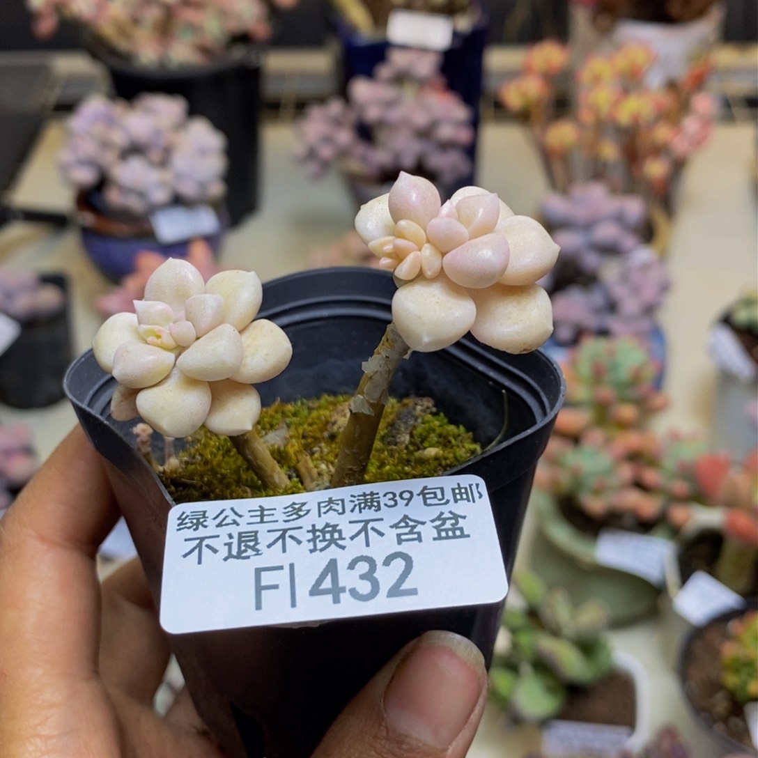 432艾伦多肉肉有断枝