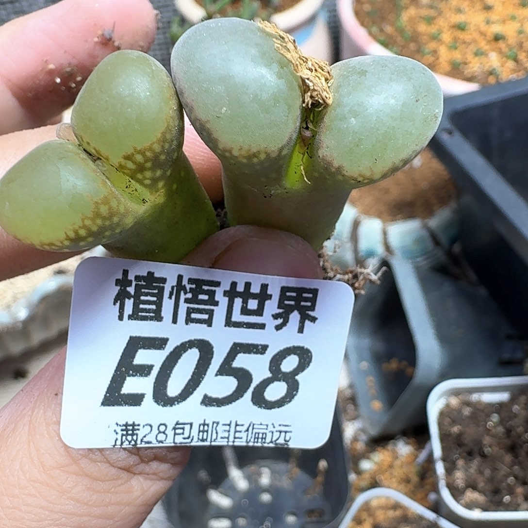 多肉植物的人生fhj