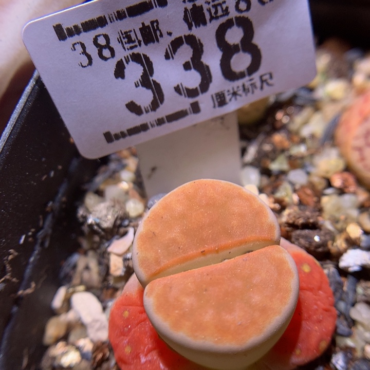 Sss精品生石花338岛田朱唇