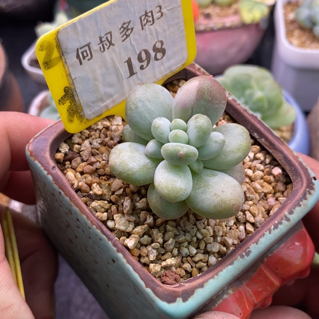 3198香水石化拉丝锦