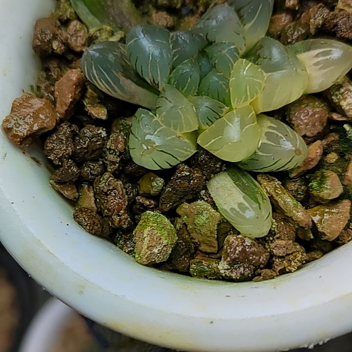 182号冰灯3.5厘米左右一物一拍带盆