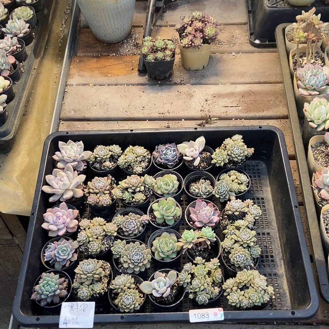 1083号花40个羊驼专拍广东