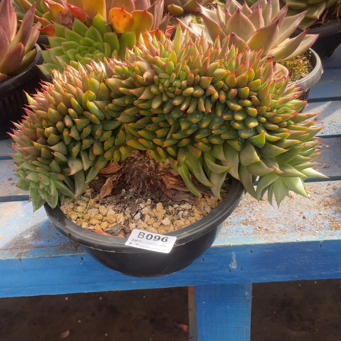 无花朵若如东云单拍B096