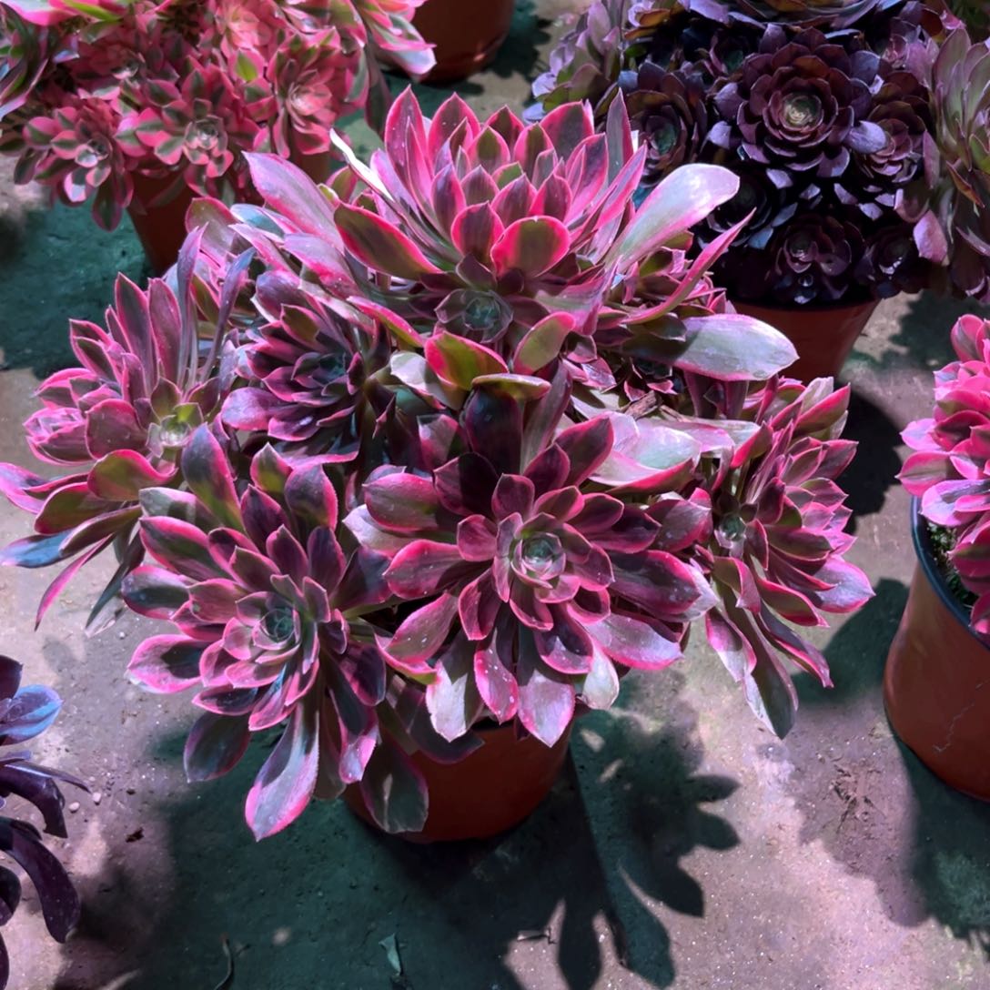 多肉植物浣纱342