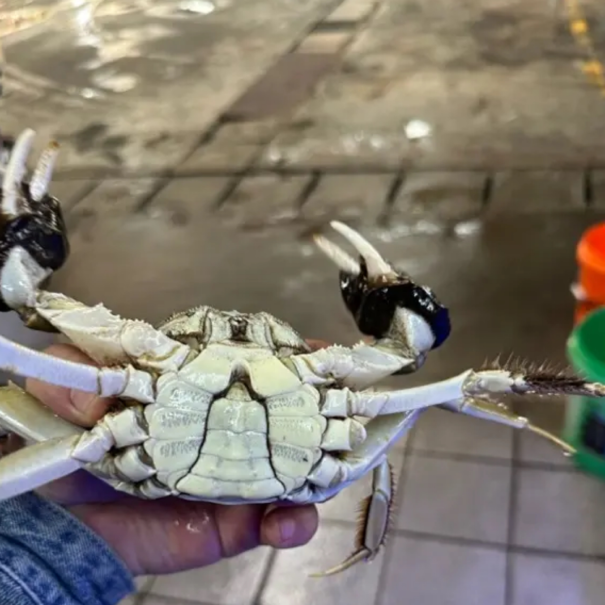 活蟹现发公蟹2两10只装