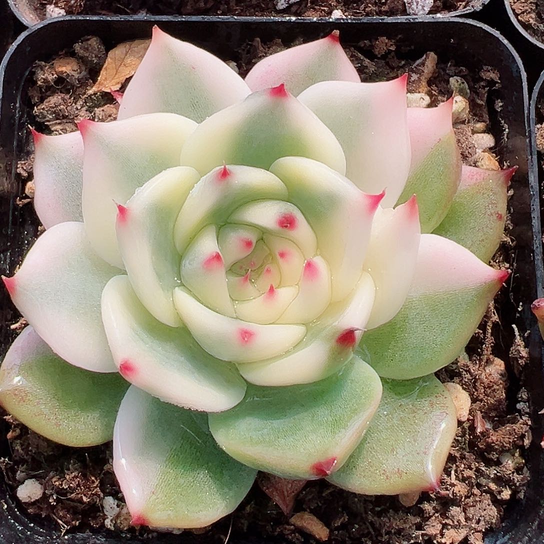 吉娃娃锦，花脸锦