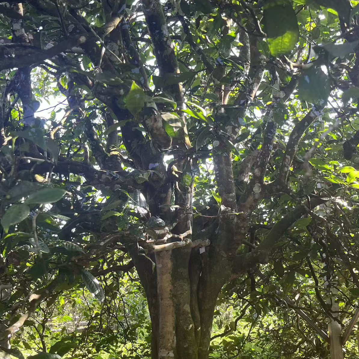 【普洱生茶】2021年冰岛老寨古树挑采秋茶100克