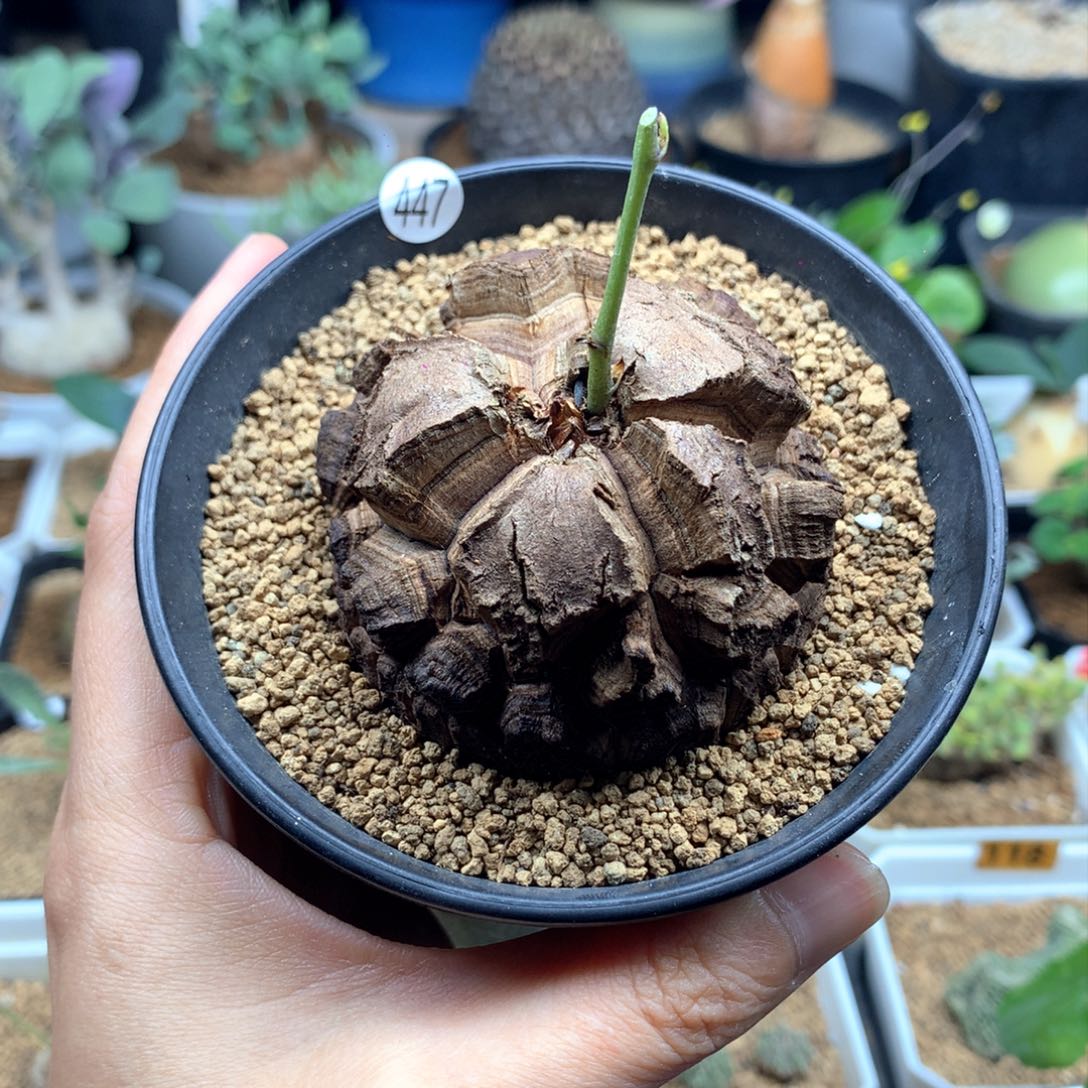 南非龟甲龙带盆5.5cm福利