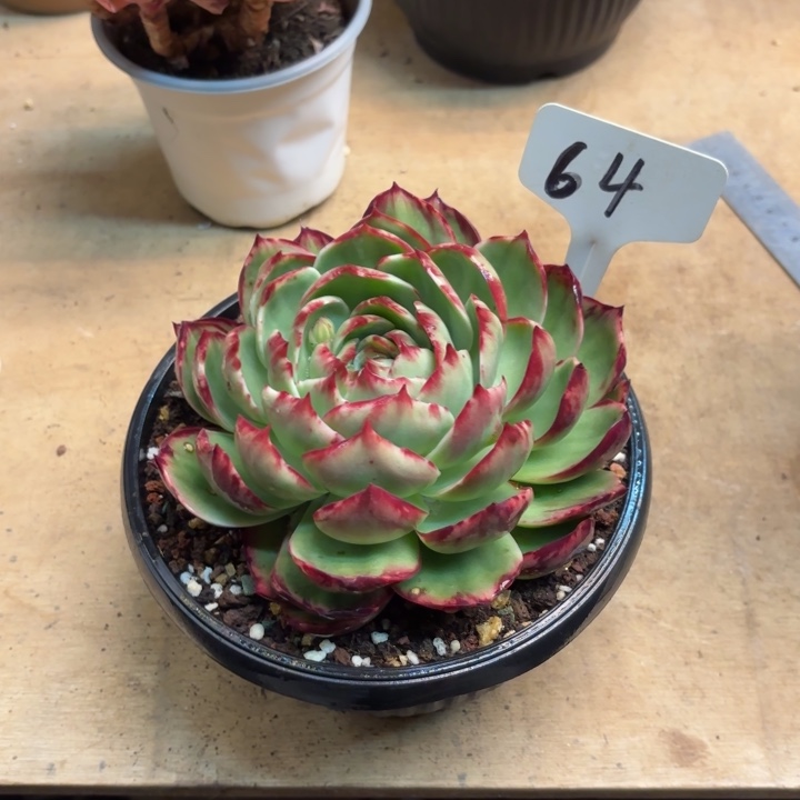 多肉植物，惊鸿仙子64号