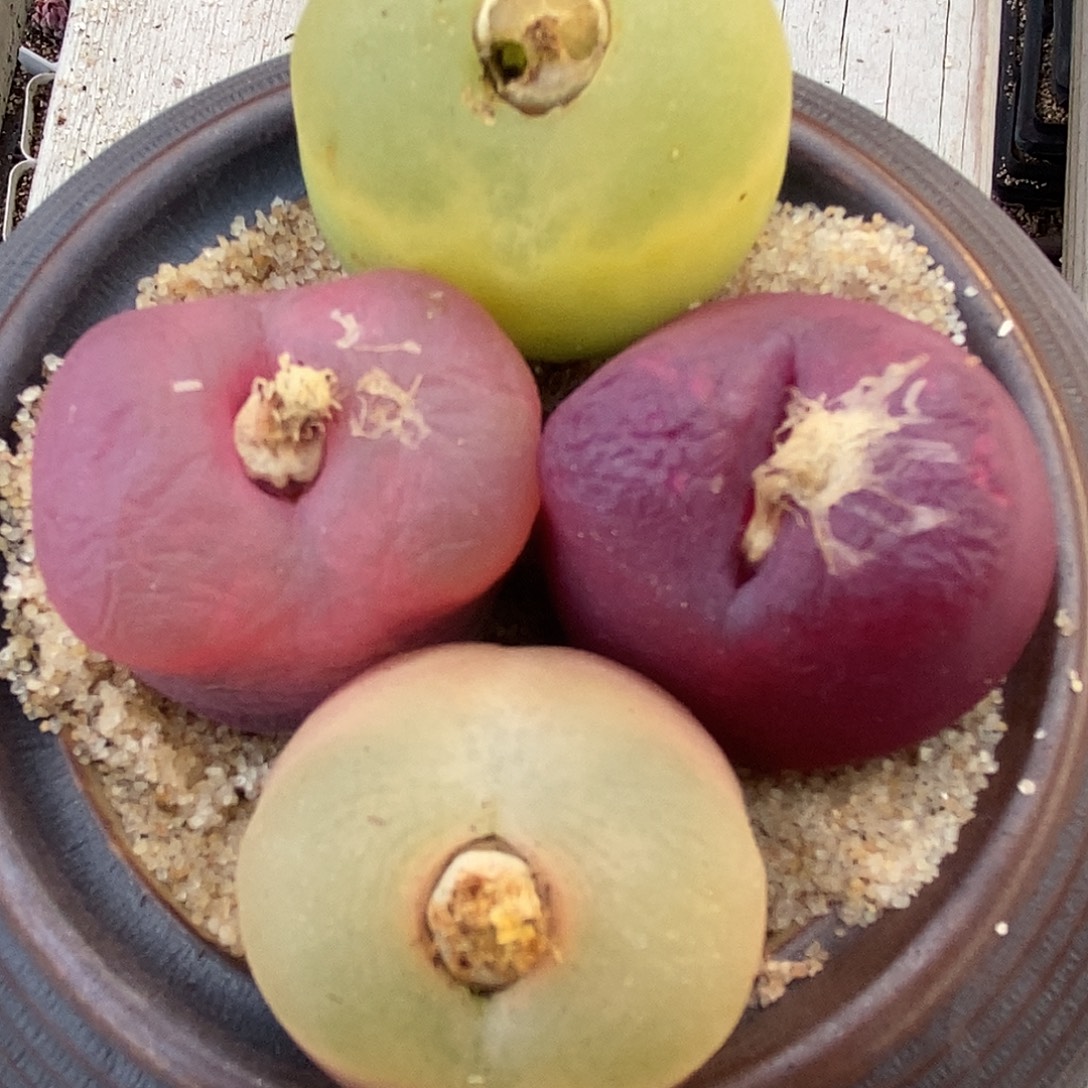 26135巨型大颗一组4颗。 