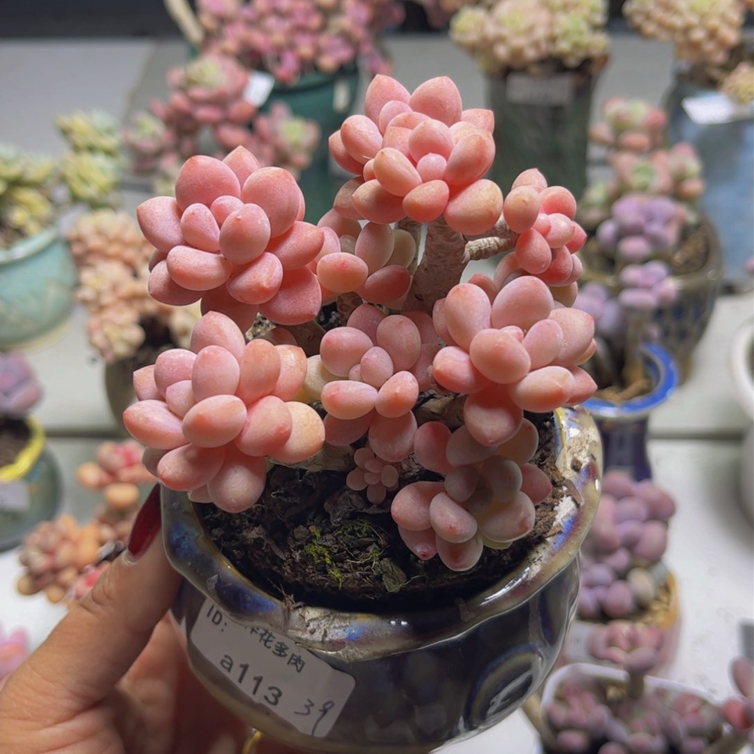 伴**光鱼子酱113/8cm福利