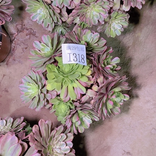 318花脸粉黛多肉植物