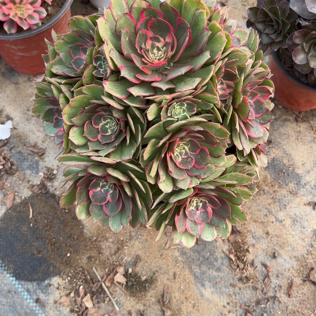 212高贵多肉植物法师多肉