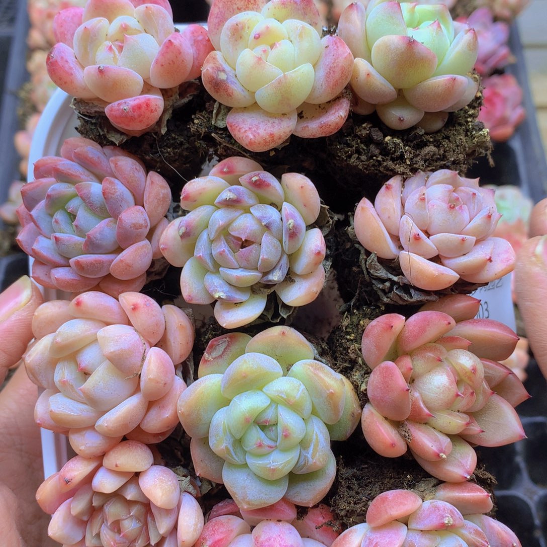 我要去看你的演唱会003