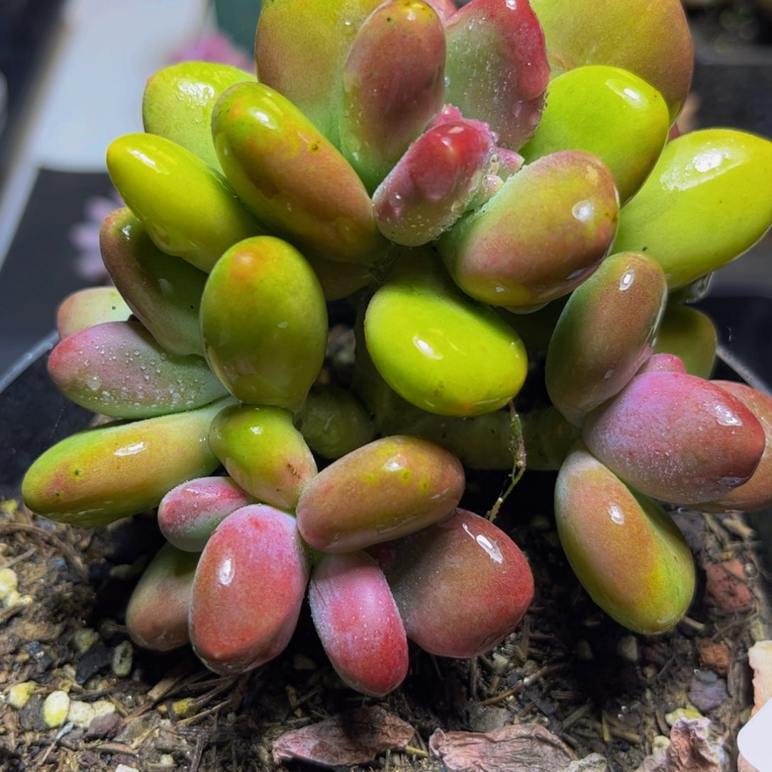 569芒果奶10厘米多肉