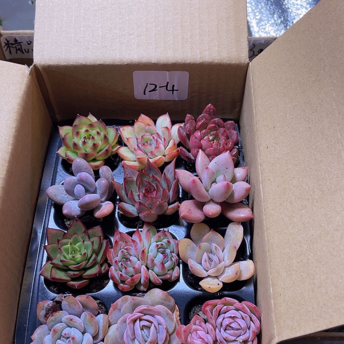 【闪购商品】12颗-4