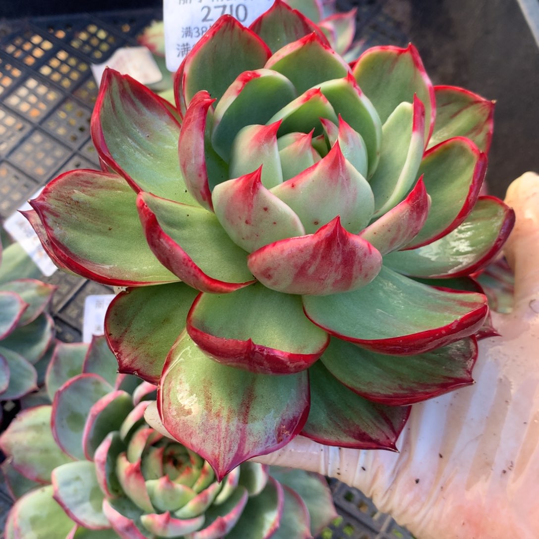 2710号多肉13厘米