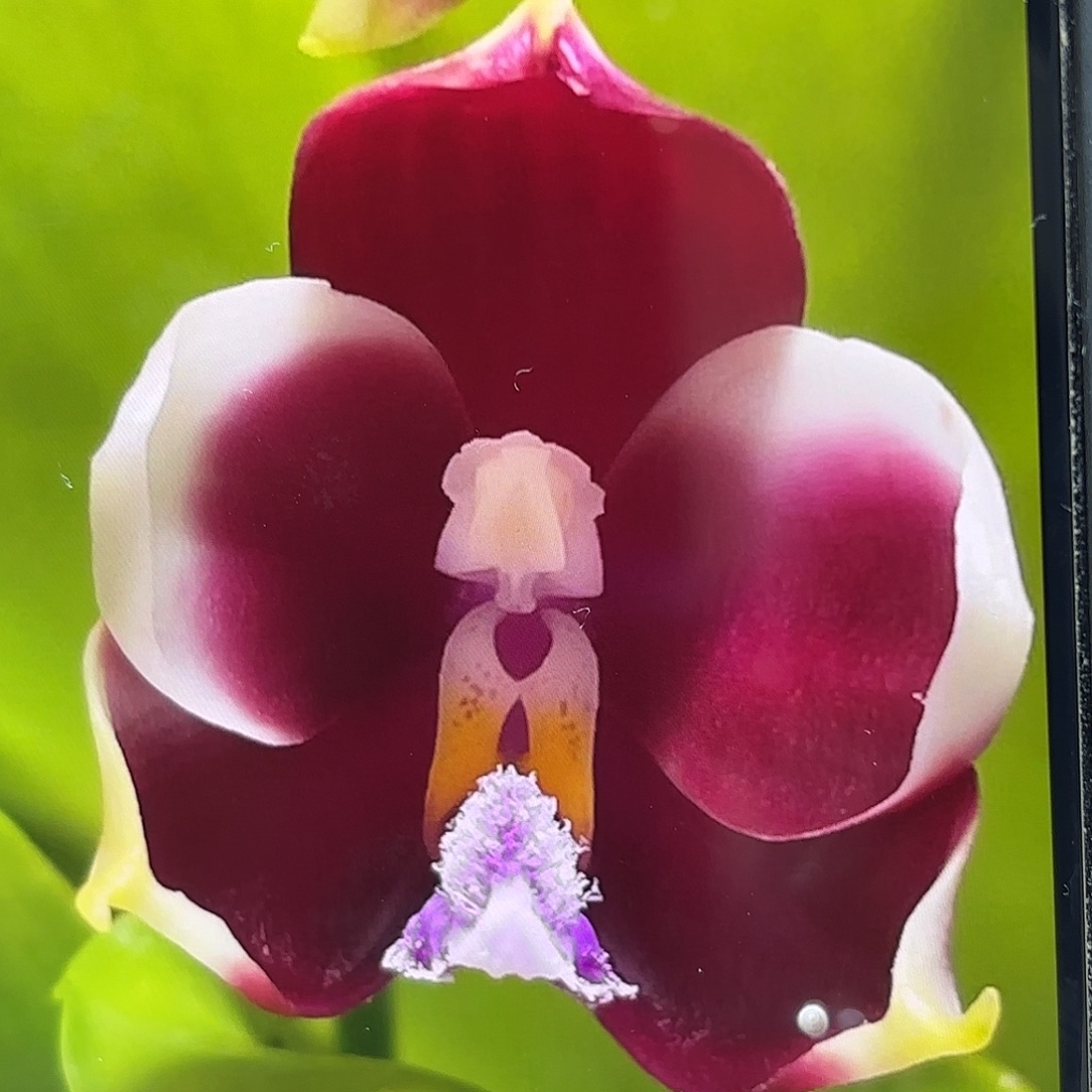 当前无花栽培后可以开花