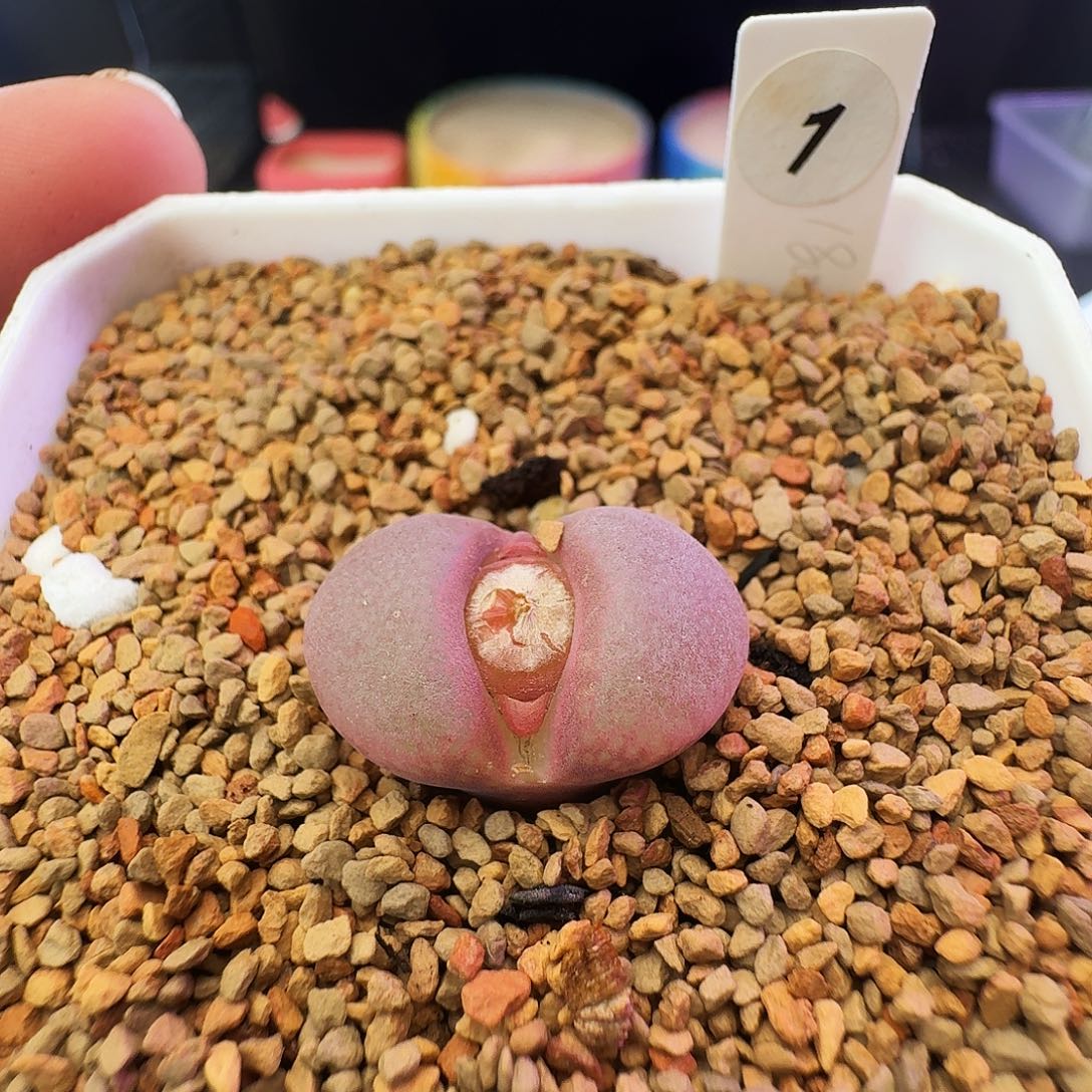 多肉植物福利风铃赤焰美人母本1
