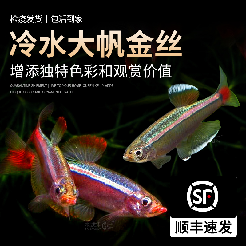 大帆瑰丽金丝鱼冷水鱼红尾小型鱼火焰金丝新手群游观赏鱼