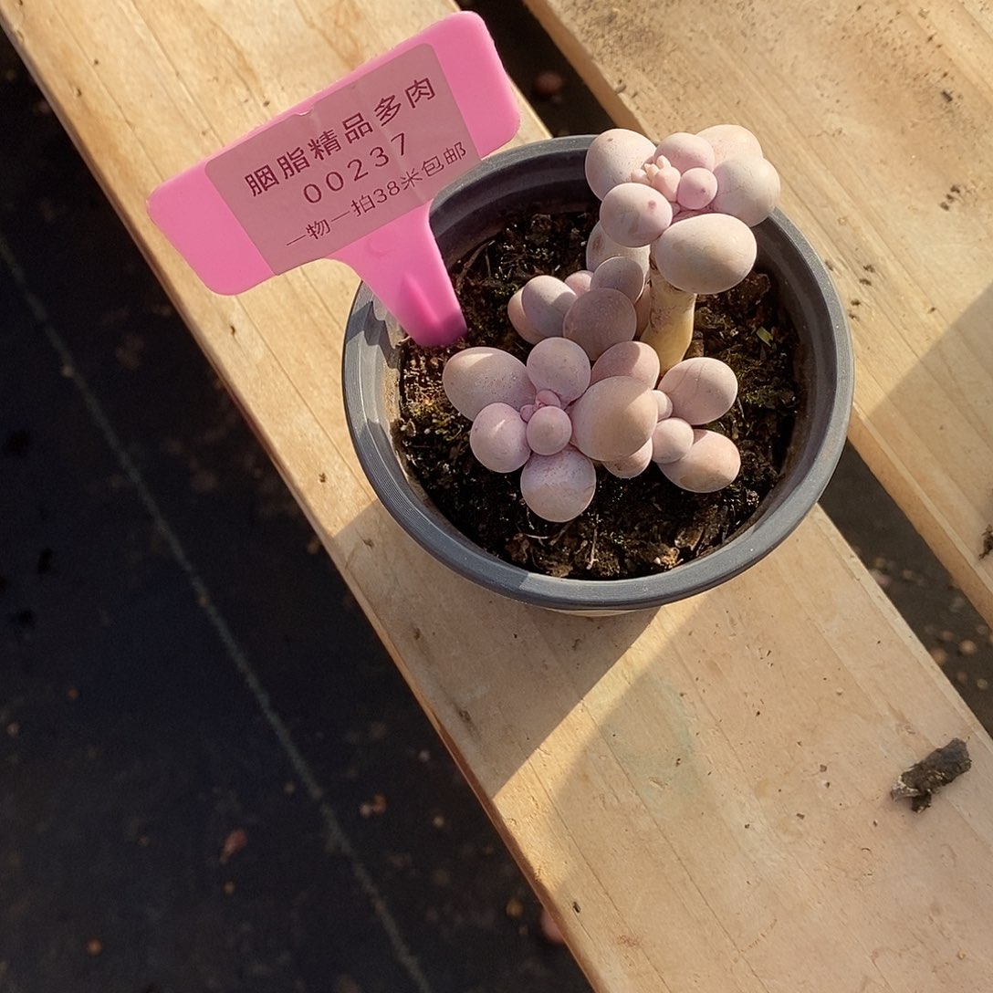 237统计日落咯哦小雨想我