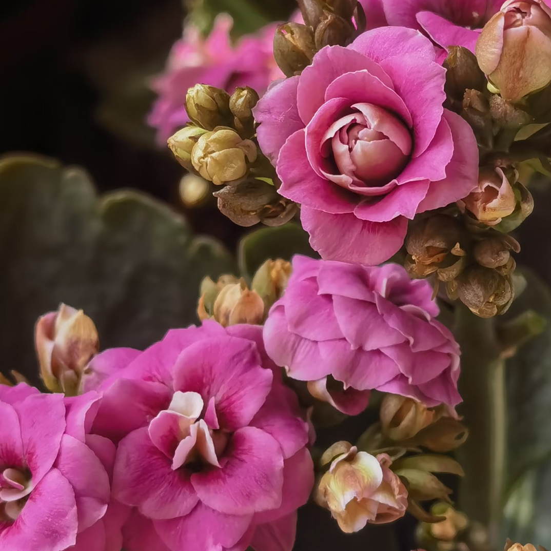 【紫黛】重瓣紫大花100盆长寿花