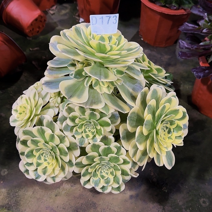 000000000000000000173绿豆沙