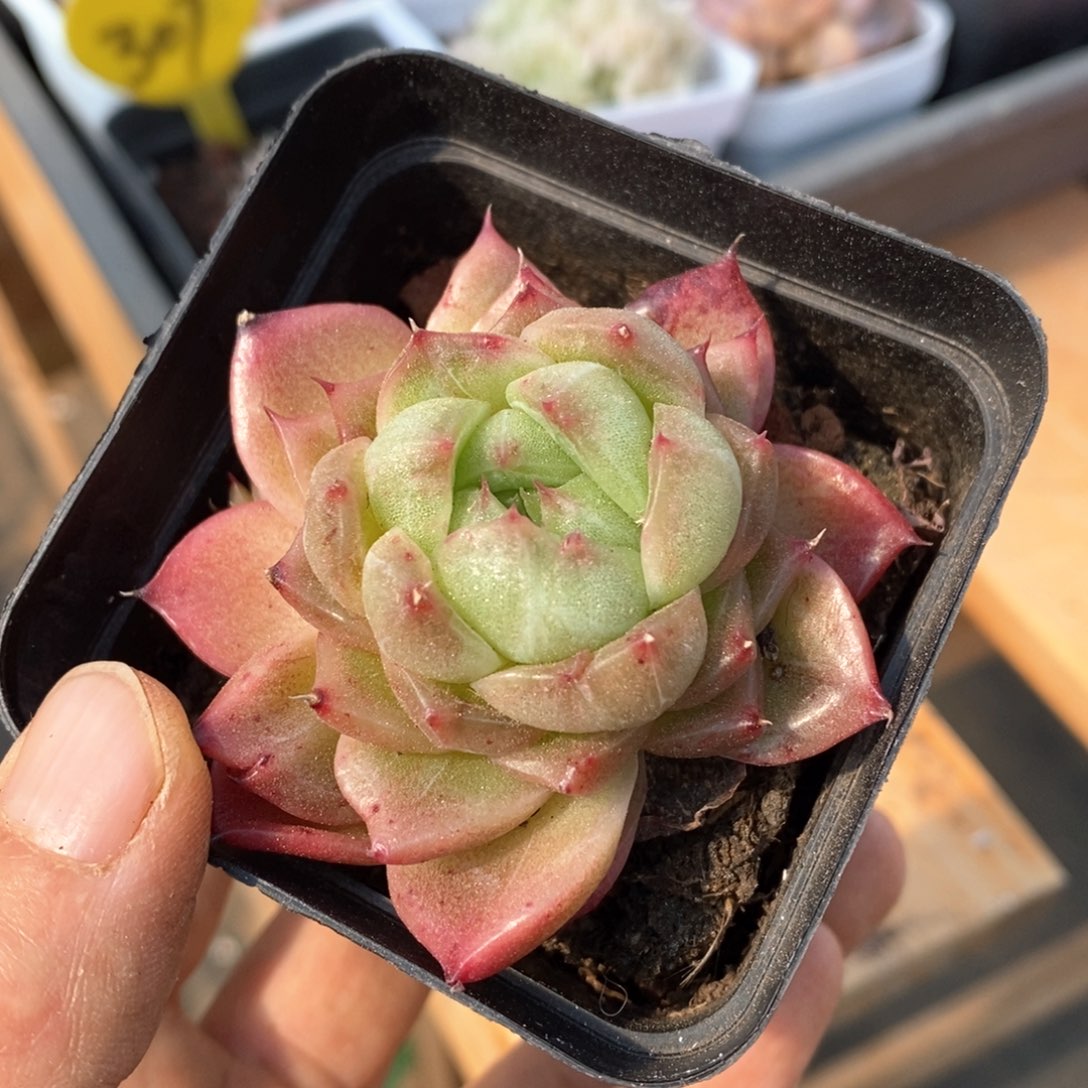 精品多肉一物一拍不包整625