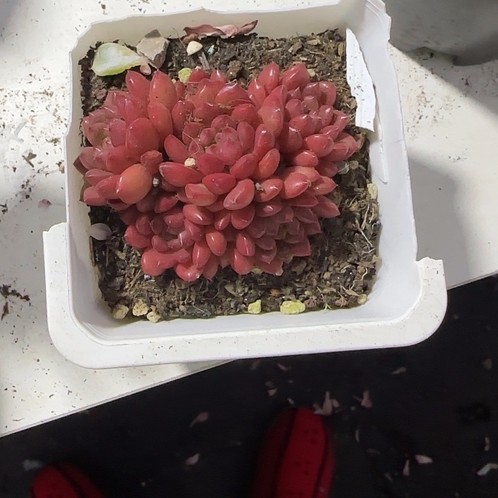 青蛙王子儿童牙膏套装11