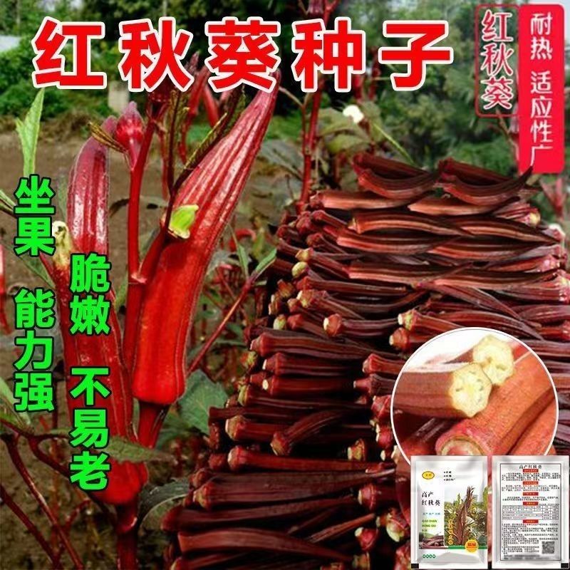 【全店6包包邮】红秋葵种籽季水果黄秋葵种子春夏季大田耐热农家四