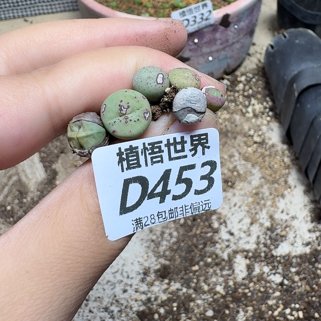 多肉植物的嘴fhnnm