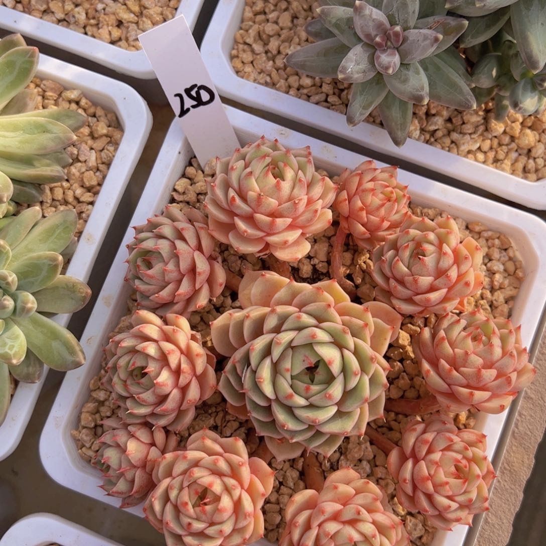 香玉等多种名贵的产品和服务于