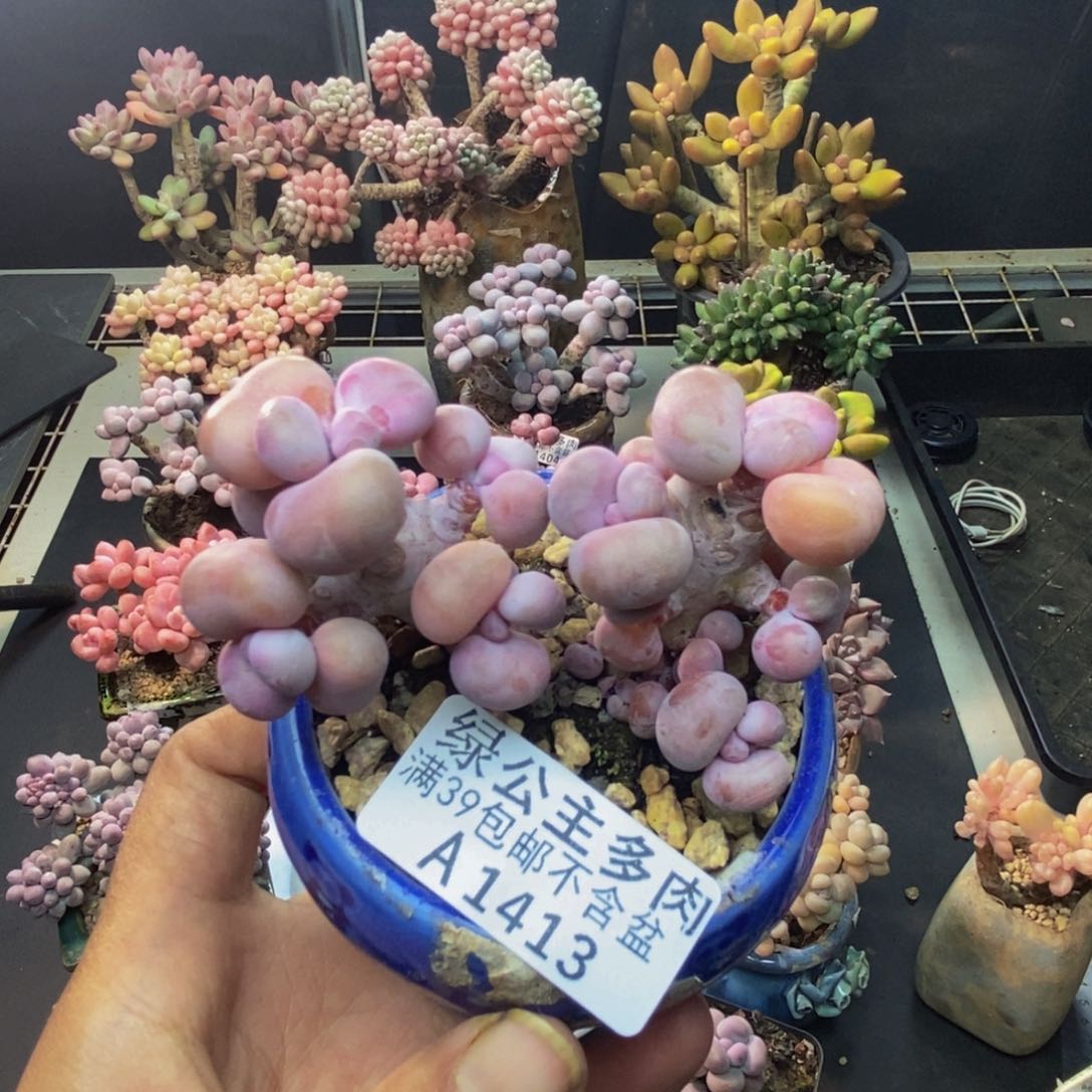 413腰子桃蛋多肉有撑头