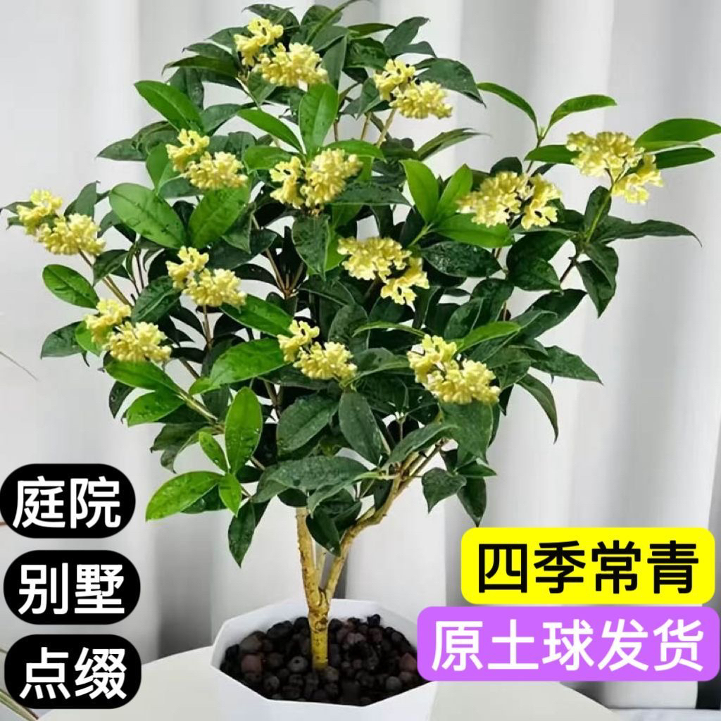 （四季桂花）浓香型树苗花卉盆栽开花绿植客厅庭院阳台