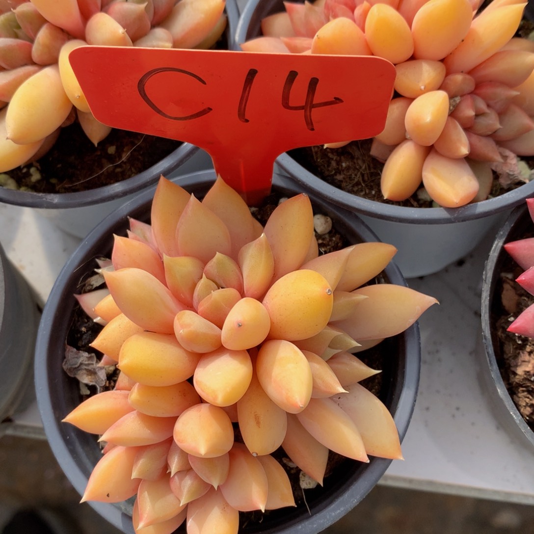 红象牙6166262626262