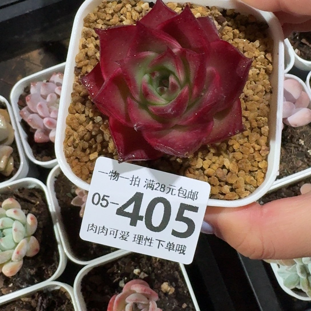 斗牛士无盆土发货