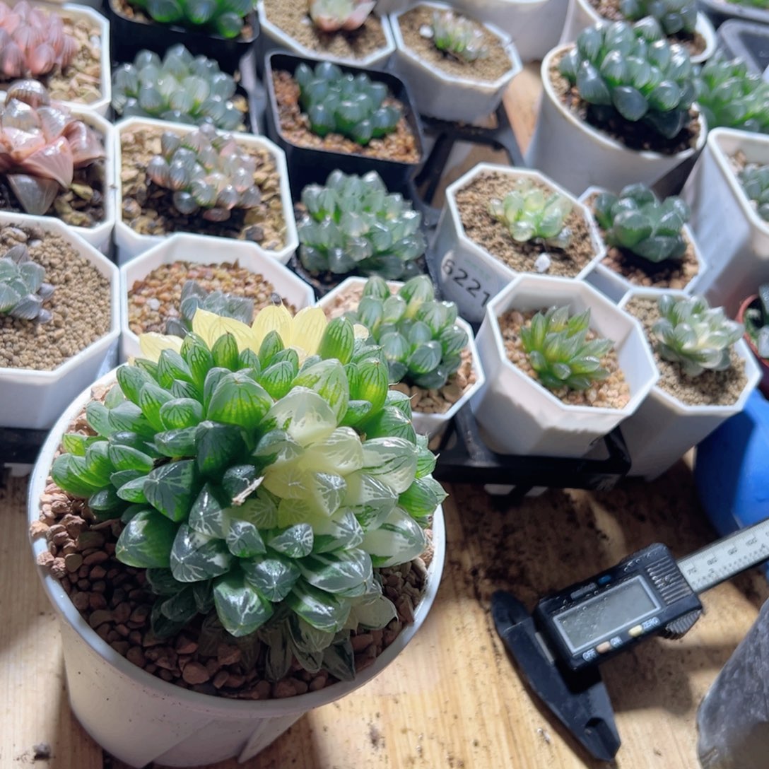 手捧花苏锦多肉植物