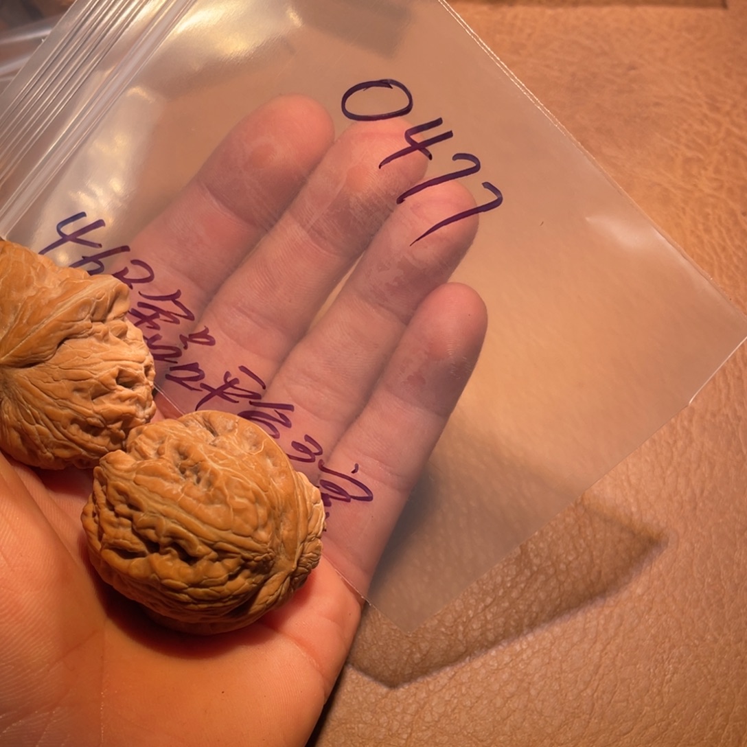 莫***也核桃手串/手链0477