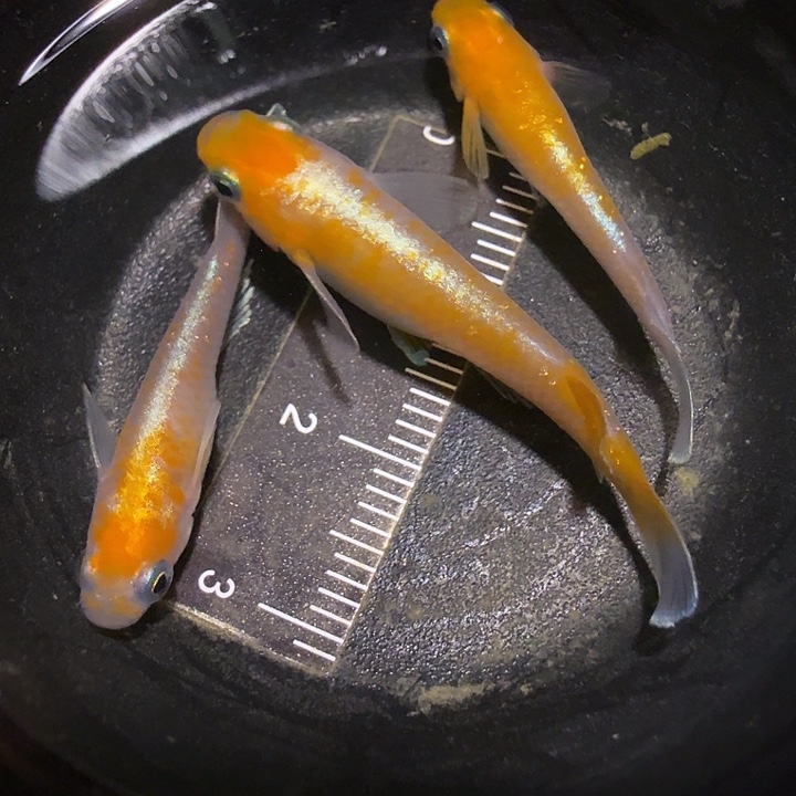 青鳉鱼一物一拍833
