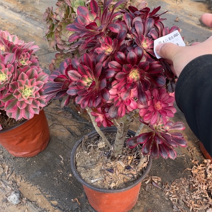 103香奈儿法师多肉断枝不包