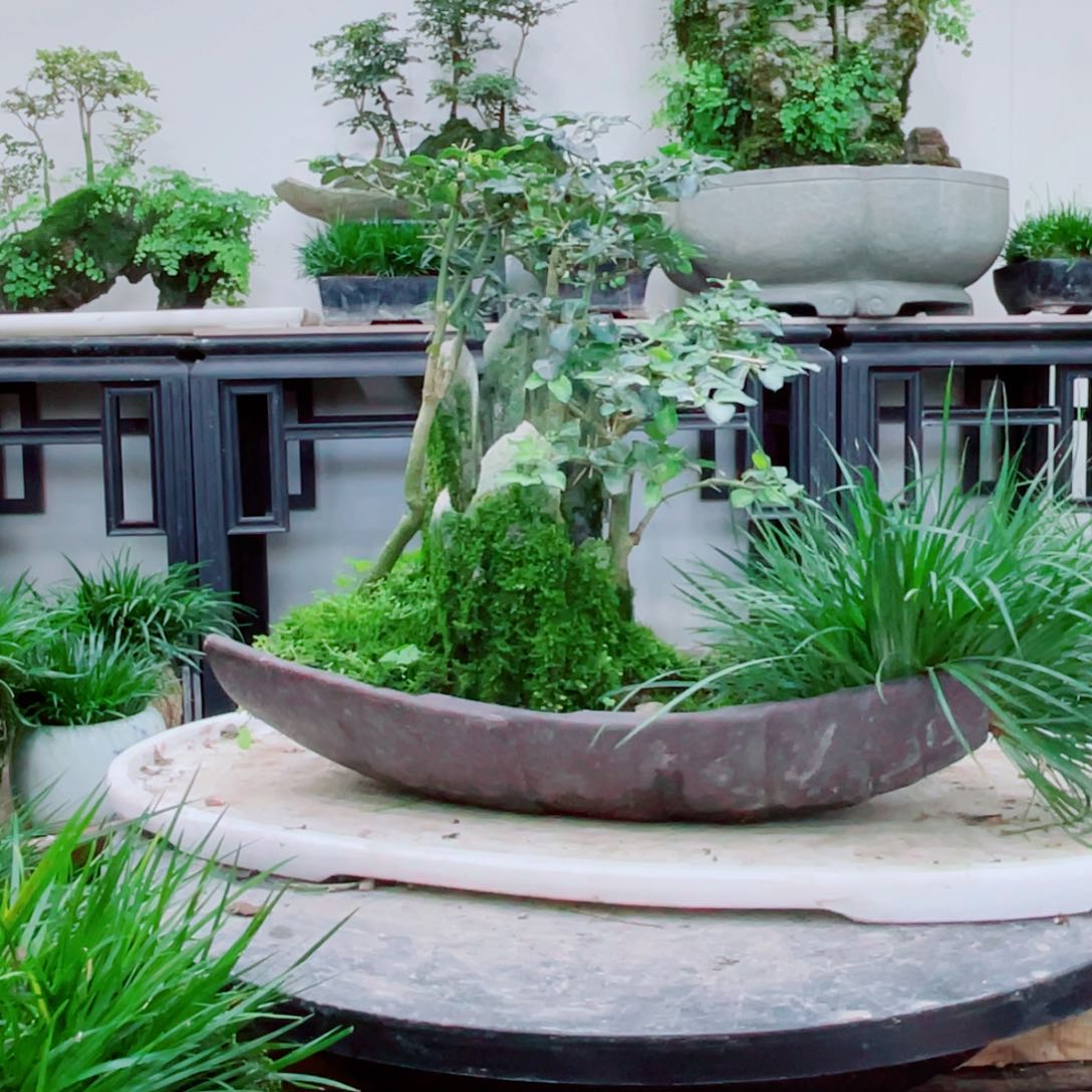 无铅玻璃信**名铁线蕨铁线蕨铁线蕨