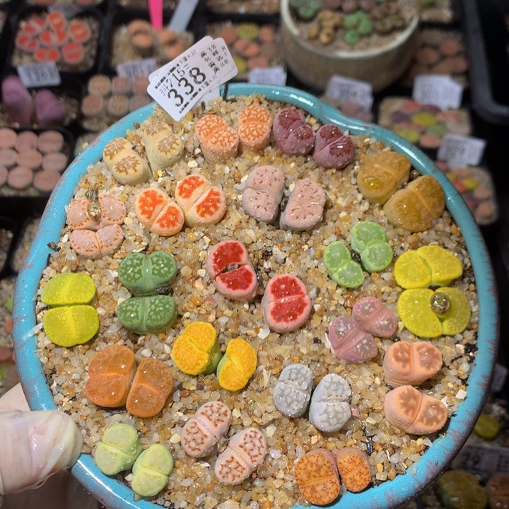 精品生石花215.338