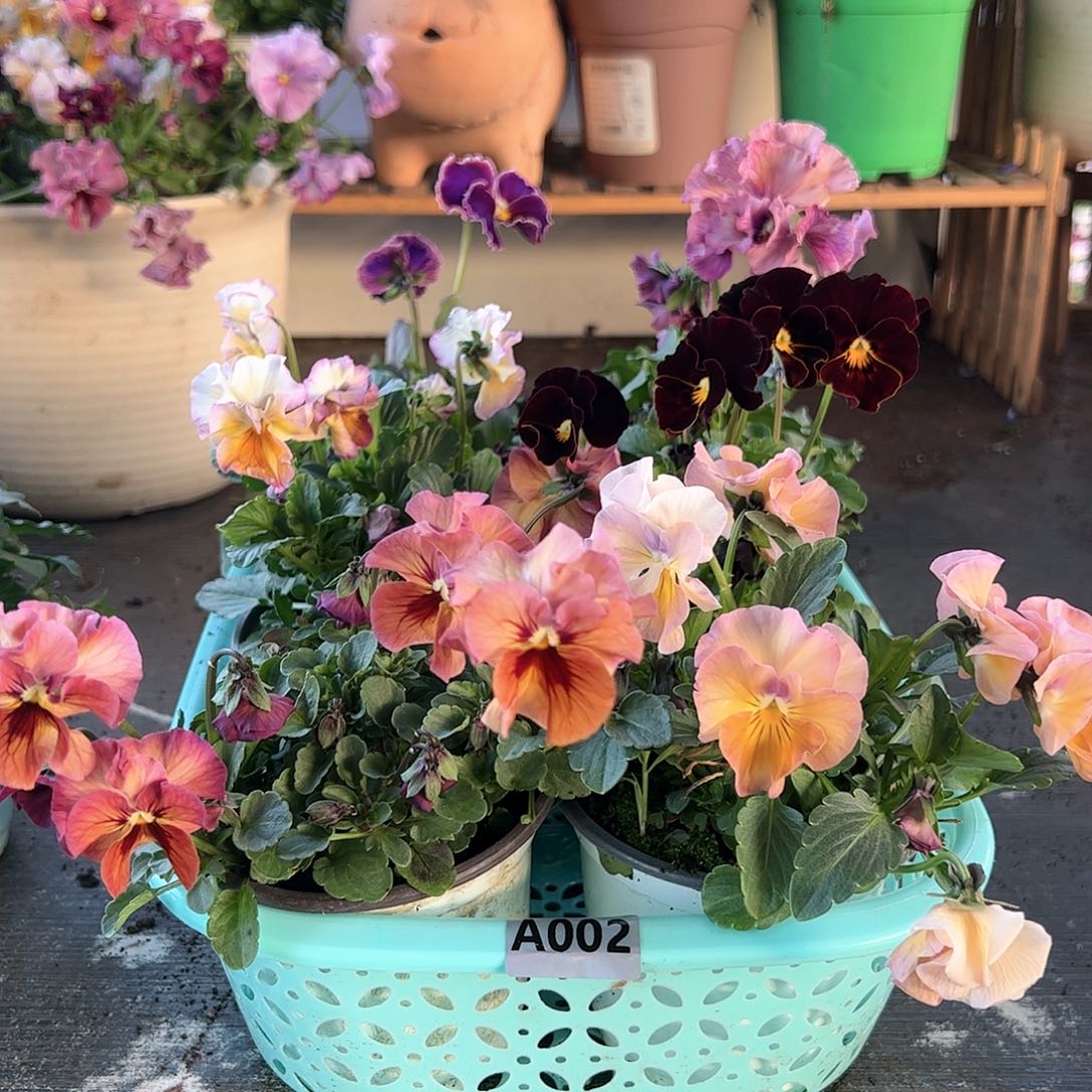 【闪购商品】002号