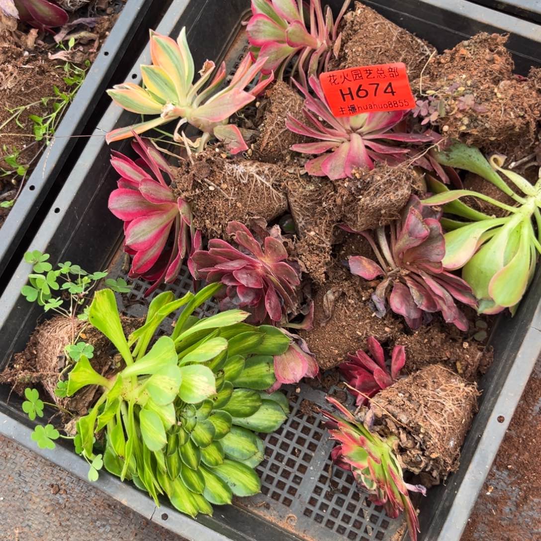 框拍674多肉植物法师