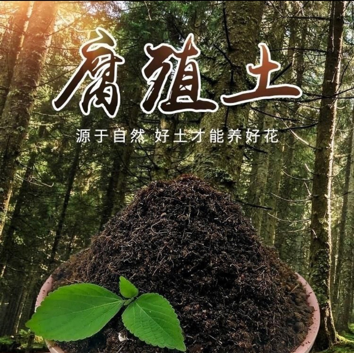云南松针腐殖土育苗正宗兰花专用君子兰专用土壤园艺用品