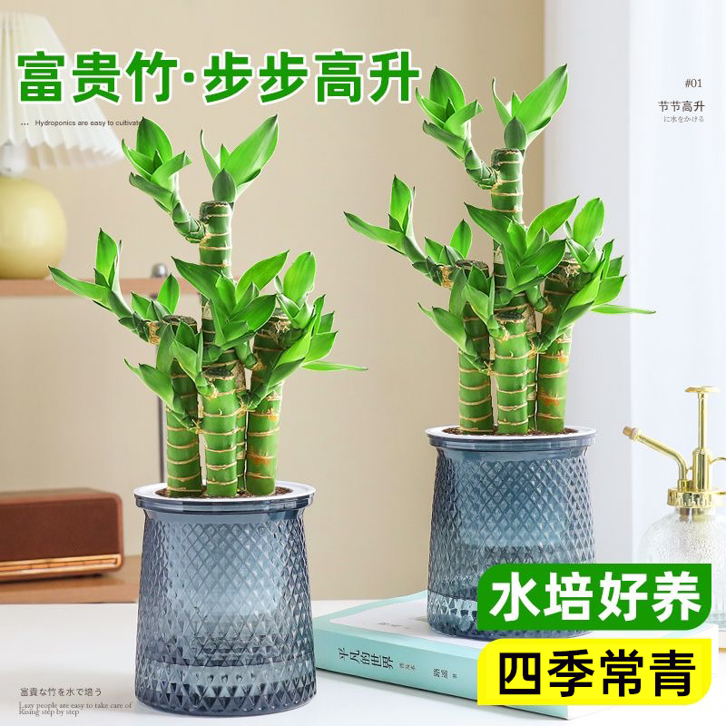 【花伴水】龙竹文昌竹4株带根步步高升竹室内好养书房绿植dr