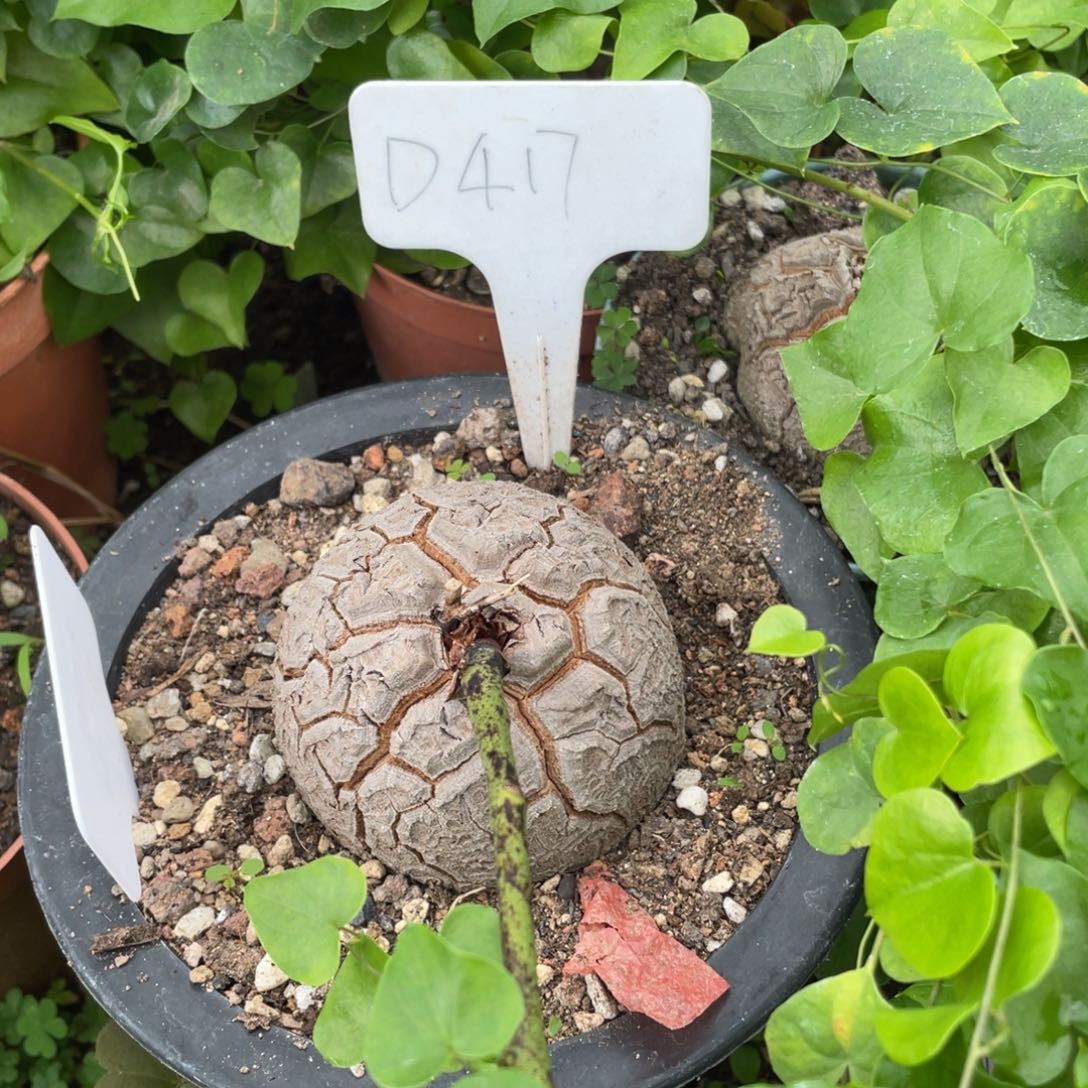 龟甲龙，一物一拍，特点圆