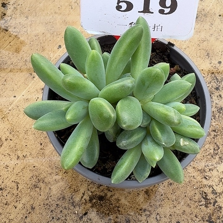 橙色奇迹519多肉植物