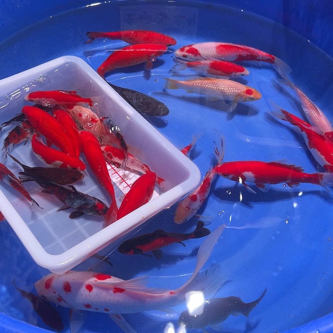 茶***）海水鱼观赏鱼福利多多啊